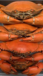 Close-up of crab for sale in market