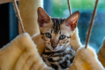 Close-up portrait of a cat