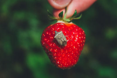 Cropped hand of person holding strawberry with insect