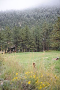 Trees on field in forest