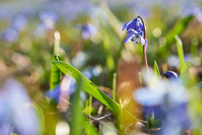 Close-up of purple flowering plant in field