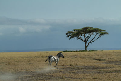 Horse on tree by landscape against sky