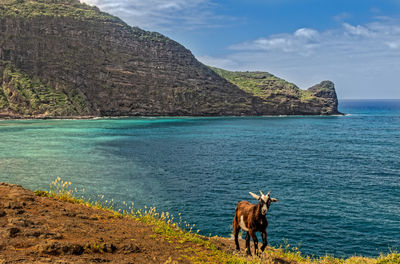 View of goat on sea shore
