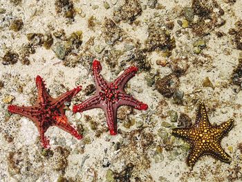 Close-up of starfish on beach