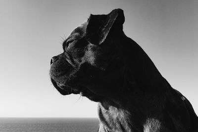 Close-up of dog looking away against sky