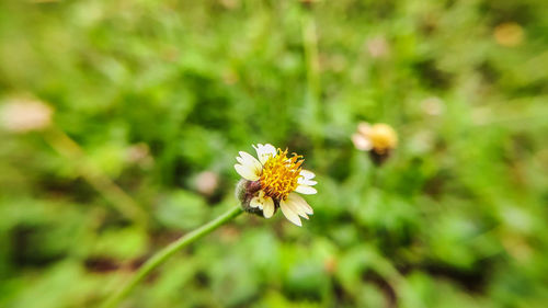 Close-up of yellow flowering plant