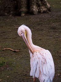 Close-up of a bird