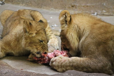 View of lion eating