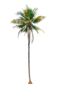 Palm tree against white background
