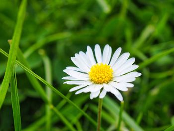 Close-up of white daisy flower