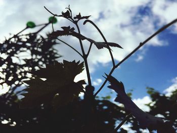 Low angle view of tree against sky