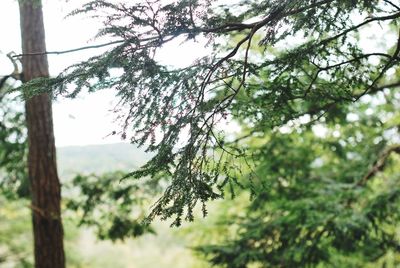 Low angle view of tree branch in forest