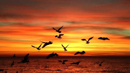 Silhouette birds flying over sea against sky during sunset