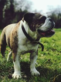 Close-up of a dog looking away