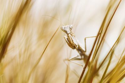 Close-up of praying mantisse on a plant