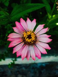 Close-up of pink flower