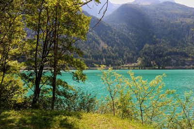 Scenic view of lake by trees in forest