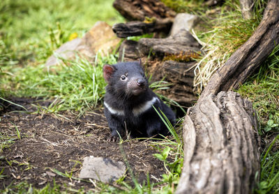 View of an animal on wood