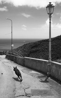 Dog on street by sea against sky