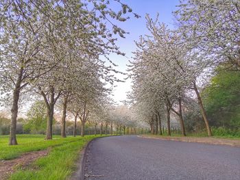 Empty road amidst trees against sky