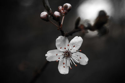 Close-up of white flower