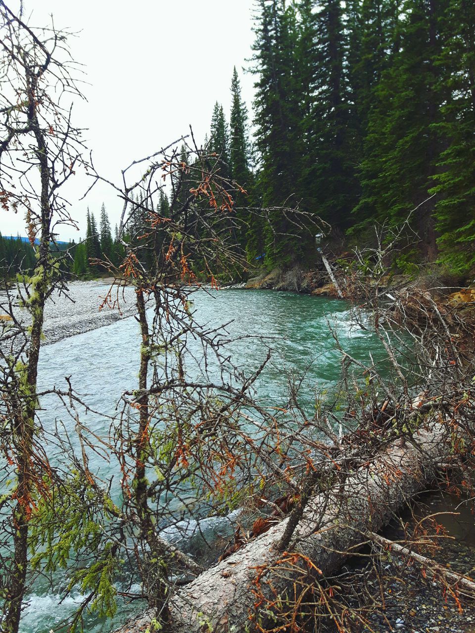 SCENIC VIEW OF RIVER AGAINST TREES