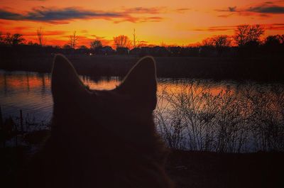 Close-up of silhouette dog by lake against orange sky