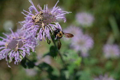 Close-up of bee pollinating on purple flower