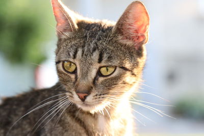 Close-up portrait of a cat