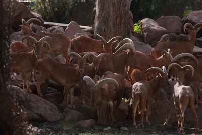 High angle view of sheep on field