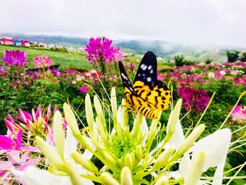 Close-up of butterfly pollinating on purple flowers