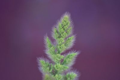 Close-up of plant against sky