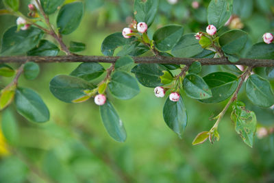 Close-up of berries growing on tree
