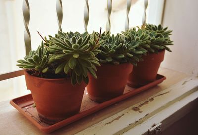 Close-up of potted plant on table