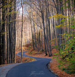 Road amidst trees in forest