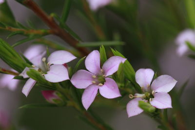 Close-up of purple flowering plant