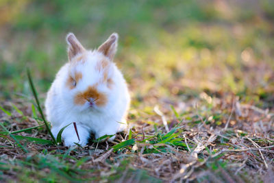 Rabbit on grassy field