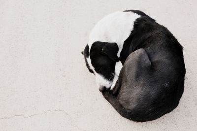 Close-up of dog on beach