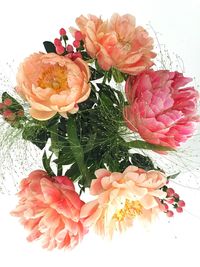 Close-up of red rose over white background