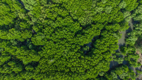 Full frame shot of trees