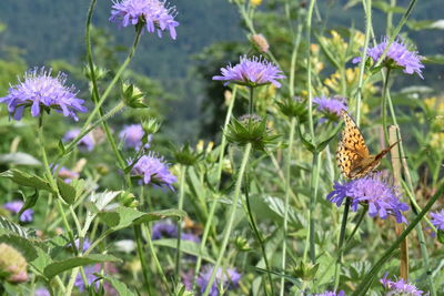 Close-up of purple flowering plants