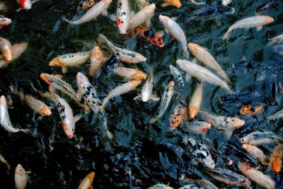 High angle view of koi carps swimming in lake