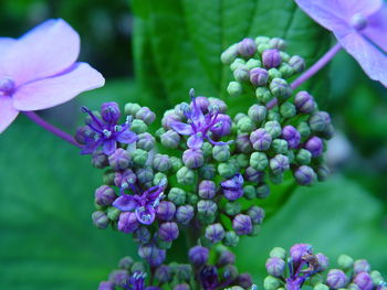 Close-up of purple flowering plant