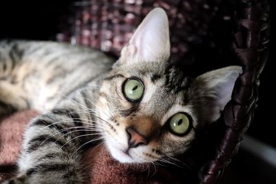 Close-up portrait of a cat