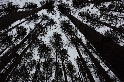 Low angle view of trees