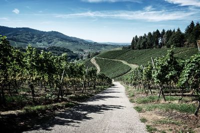 Scenic view of road amidst vineyards against sky