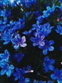 Close-up of purple flowering plants