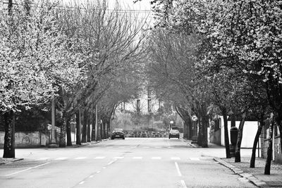 Road amidst trees in city