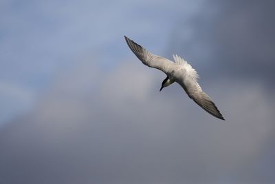 Low angle view of seagull flying against sky