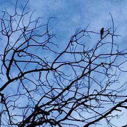 Low angle view of bare trees against sky